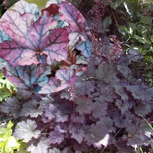 Heuchera 'Toncka Frosted Lillac' - Helmikpööris 'Toncka Frosted Lillac' P11/0,75L